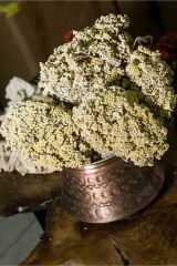 Civan Perçemi 200gr