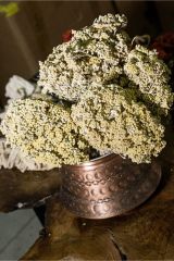 Civan Perçemi 100gr